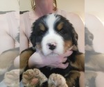 Small #2 Bernese Mountain Dog