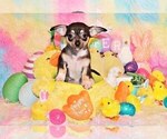 Small #12 Chihuahua
