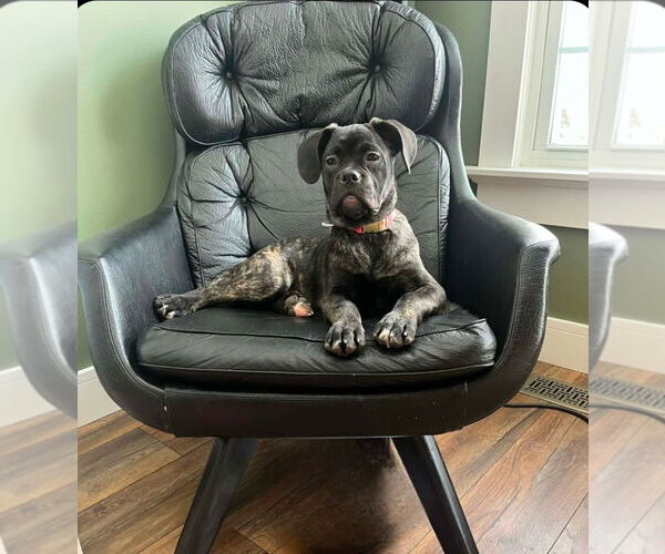 Medium Photo #1 Bull-Boxer Puppy For Sale in Brights Grove, Ontario, Canada