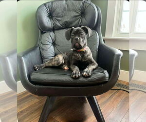 Bull-Boxer Dogs for adoption in Brights Grove, Ontario, Canada