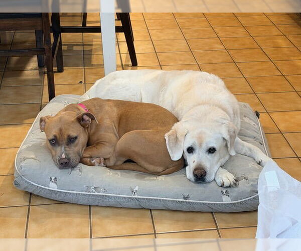 Medium Photo #5 Mutt Puppy For Sale in Rockaway, NJ, USA