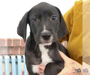 Labrador Retriever-Unknown Mix Dogs for adoption in Washington, DC, USA