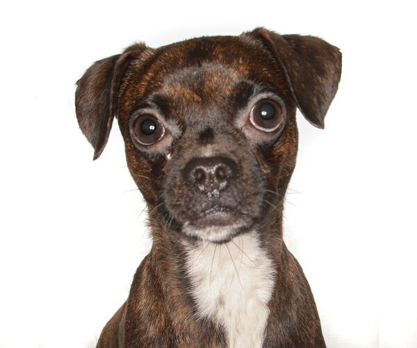 Medium Photo #1 Pug-Unknown Mix Puppy For Sale in Oakland Park, FL, USA