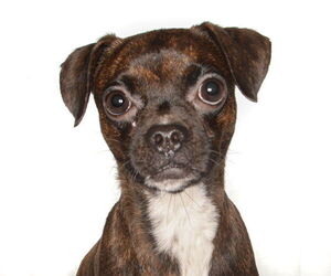 Pug-Unknown Mix Dogs for adoption in Oakland Park, FL, USA