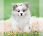 Small Photo #62 Pomeranian Puppy For Sale in WARSAW, IN, USA