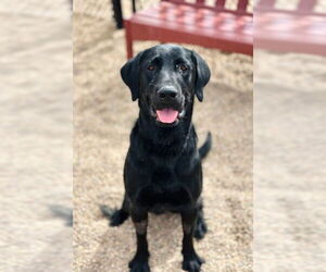 Labrador Retriever Dogs for adoption in Fort Collins, CO, USA