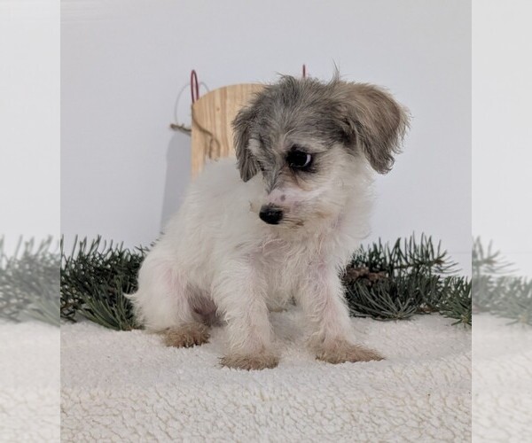 Medium Photo #3 Schnoodle (Miniature) Puppy For Sale in GOSHEN, IN, USA