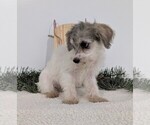 Small Photo #35 Schnoodle (Miniature) Puppy For Sale in GOSHEN, IN, USA