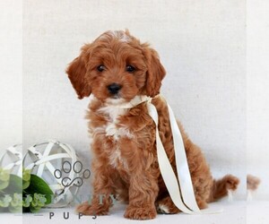 Cavapoo (Miniature) Puppy for sale in NEWMANSTOWN, PA, USA