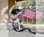 Small #6 Jack Russell Terrier
