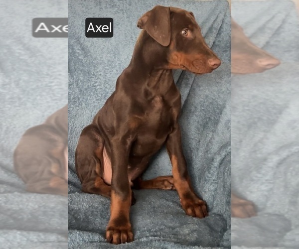 Medium Photo #4 Doberman Pinscher Puppy For Sale in POMEROY, OH, USA