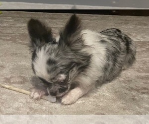 Chihuahua Puppy for sale in WASHINGTON, MI, USA