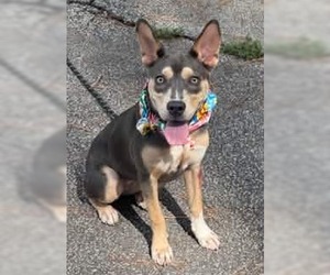 Delta - Female Australian Kelpie-Unknown Mix Dog for Adoption - Photo #4