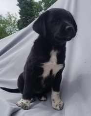 Sheprador Puppy for sale in DEERBROOK, WI, USA