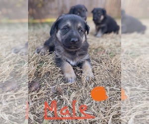 German Shepherd Dog Puppy for sale in DALLAS, TX, USA