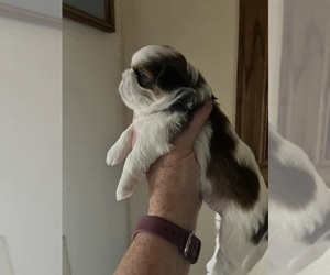 Shih Tzu Puppy for sale in SPG VALLEY LK, CA, USA