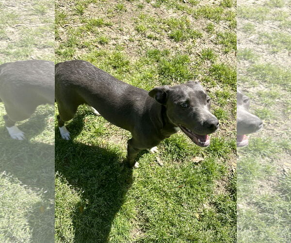 Medium Photo #3 Mutt Puppy For Sale in Eastman, GA, USA