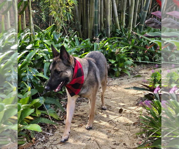 Medium Photo #3 Mutt Puppy For Sale in Imlay City, MI, USA