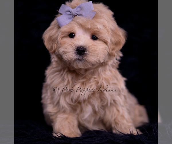 Medium Photo #109 Maltipoo (Miniature) Puppy For Sale in WARSAW, IN, USA