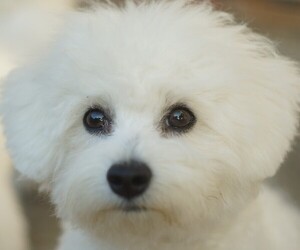 Bichon Frise Puppy for sale in Cagliari, Sardinia, Italy