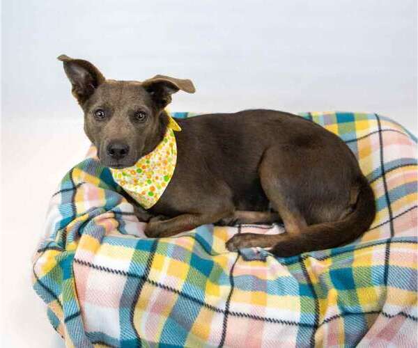 Medium Photo #4 Mutt Puppy For Sale in Kennesaw, GA, USA