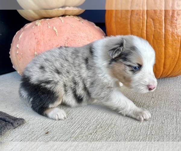 Medium Photo #3 Australian Shepherd Puppy For Sale in LODA, IL, USA