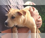 Small #11 Labrador Retriever Mix