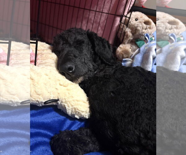 Medium Photo #2 Poodle (Standard) Puppy For Sale in Wheaton, IL, USA