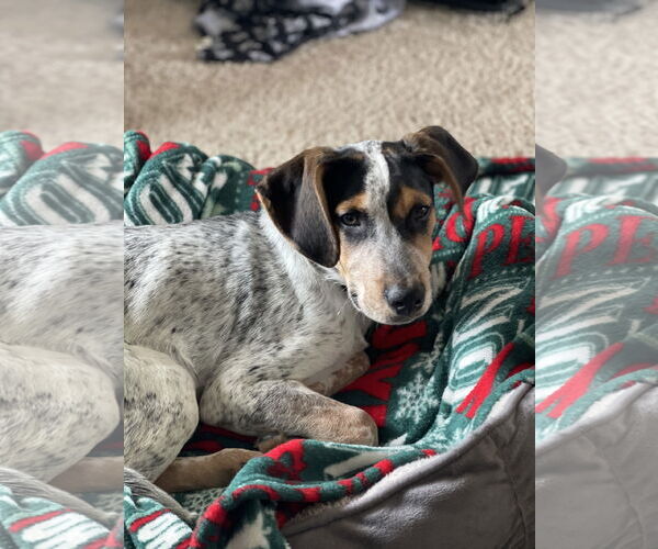 Medium Photo #3 Coonhound-Unknown Mix Puppy For Sale in Clinton , MI, USA