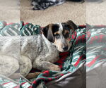 Small #2 Coonhound Mix