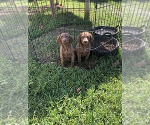 Chesapeake Bay Retriever Puppy for sale in PIKEVILLE, NC, USA