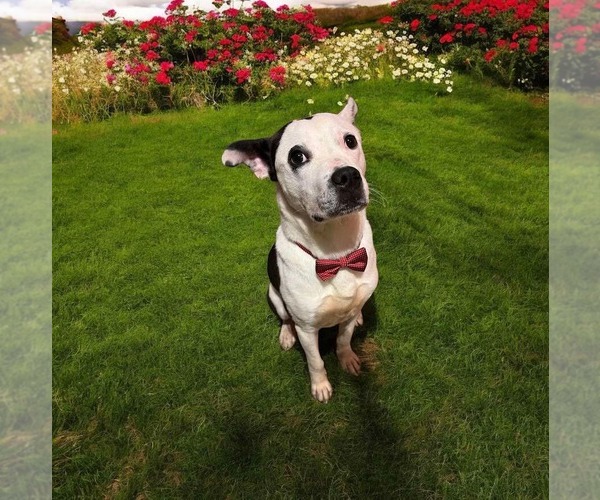 Medium Photo #6 American Pit Bull Terrier-Unknown Mix Puppy For Sale in Germantown, OH, USA