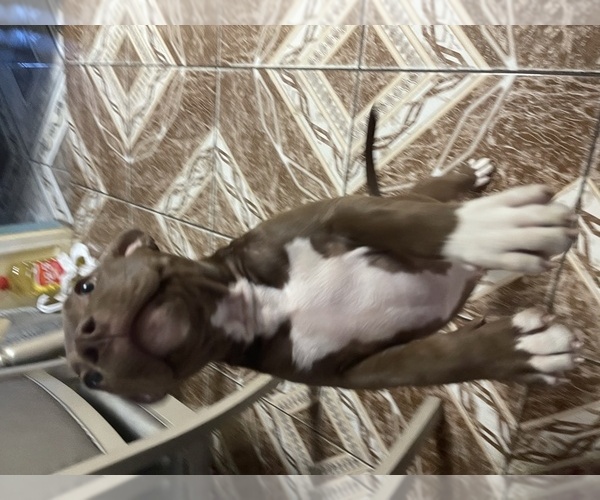 Medium Photo #11 American Bully Puppy For Sale in CORONA, CA, USA