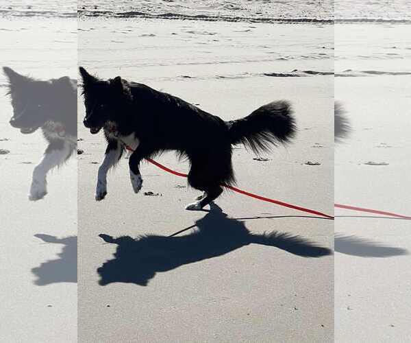 Medium Photo #31 Carolina Dog Puppy For Sale in Highland, IL, USA