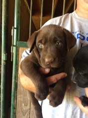 Labrador Retriever Puppy for sale in NEW HAVEN, KY, USA