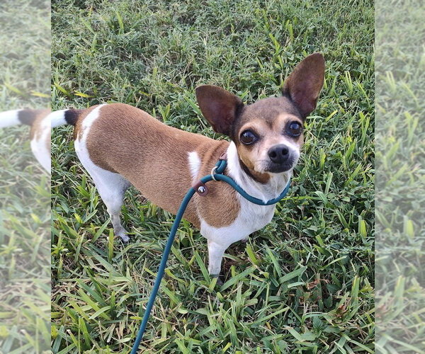Medium Photo #3 Chihuahua-Unknown Mix Puppy For Sale in New York, NY, USA