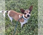 Small #2 Chihuahua Mix