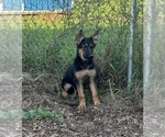 Small German Shepherd Dog