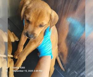 Mutt Dogs for adoption in San Antonio, TX, USA