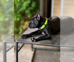 Small #6 Cane Corso