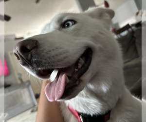 Mother of the Siberian Husky puppies born on 04/09/2023