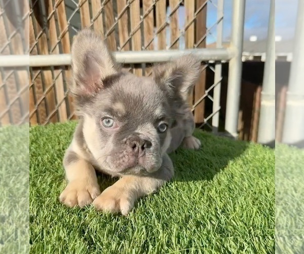 Medium Photo #2 French Bulldog Puppy For Sale in MONTE SERENO, CA, USA