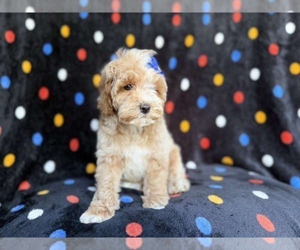 Medium Photo #4 Cock-A-Poo Puppy For Sale in LAKELAND, FL, USA