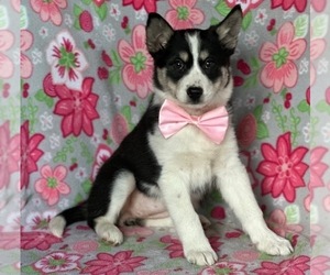 Border Collie-Pomsky Mix Puppy for sale in LANCASTER, PA, USA