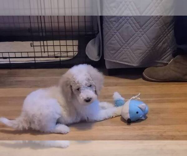 Medium Photo #2 Poodle (Standard) Puppy For Sale in PAONIA, CO, USA