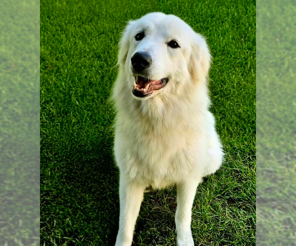 Medium Photo #3 Great Pyrenees-Unknown Mix Puppy For Sale in Brooklyn Center, MN, USA
