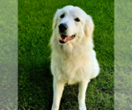 Small #2 Great Pyrenees Mix