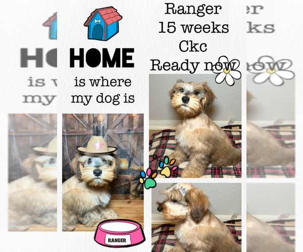 Medium Photo #1 Schnauzer (Miniature) Puppy For Sale in RICHMOND, TX, USA