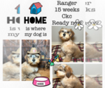 Small Photo #1 Schnauzer (Miniature) Puppy For Sale in RICHMOND, TX, USA
