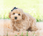 Small #3 Maltipoo (Toy)